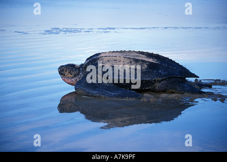 Tartaruga Liuto di voce fuori in mare all'alba dopo la deposizione delle uova a Playa Grande - Costa Rica Foto Stock