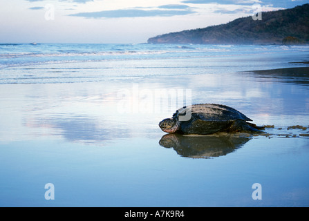 Tartaruga Liuto di voce fuori in mare all'alba dopo la deposizione delle uova a Playa Grande - Costa Rica Foto Stock