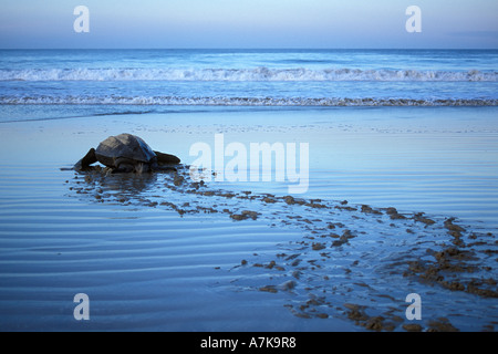 Tartaruga Liuto di voce fuori in mare all'alba dopo la deposizione delle uova a Playa Grande - Costa Rica Foto Stock