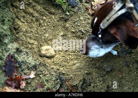 Tartufo bianco scavò fuori da un cane in Piemonte in Italia Foto Stock