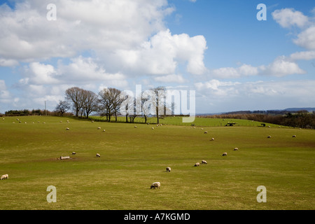 Pecore in campo di pascolo Wales UK Foto Stock