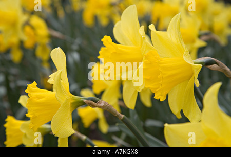 Yellow Daffodils in stretta fino Wales UK Foto Stock