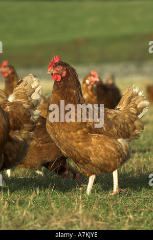 Free Range galline nel campo Foto Stock