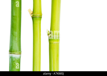 Bambù isolato con spazio di copia Foto Stock