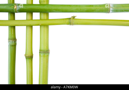 Confini di bambù in alto e a sinistra su uno sfondo bianco con spazio per il testo Foto Stock