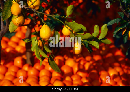 Menton Fete des Citrons Paca Alpes-Maritimes 06 French Riviera Cote d Azur Francia Europa Foto Stock