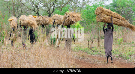 Etiopia - donne della tribù Nuer portano la paglia per la costruzione del tetto sulle loro teste Foto Stock