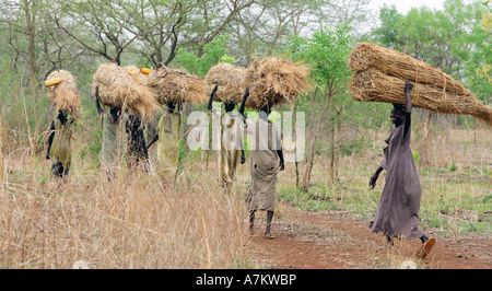 Etiopia - donne della tribù Nuer portano la paglia per la costruzione del tetto sulle loro teste Foto Stock