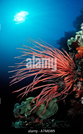 Mar Rosso frusta Junceella rubra Indonesia Wakatobi. Bandasea Celebes Foto Stock