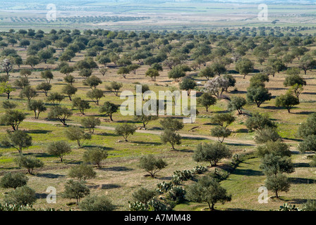 Uliveti sulla strada tra le Kef e Kairouan, Tunisia Foto Stock