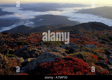 America del Nord, noi, NH, vegetazione alpina. Caduta. I colori autunnali sopra treeline in le White Mountains del New Hampshire. Valle di nebbia. Foto Stock