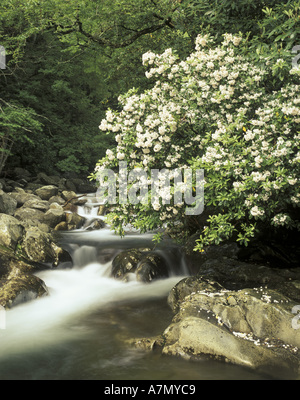 Noi, nel Tennessee. Great Smokey Mountains National Park, Cades Cove. Mountain Laurel (Kalmia latifolia) su Little Pigeon River Foto Stock