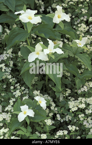 NA, STATI UNITI D'AMERICA, Tennessee, Great Smoky Mountains NP. Trillium (Trillium grandiflorum) e frange phacelia (Phacelia fimbriata) Foto Stock