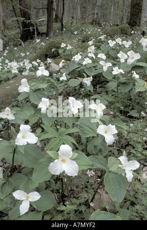 NA, STATI UNITI D'AMERICA, Tennessee, Great Smoky Mountains NP a fiore grande trillium (Trillium grandiflorum) Foto Stock