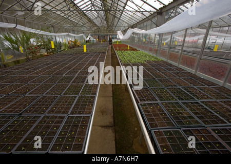 Biancheria da letto estate piantine pronte per il Coldframe Foto Stock