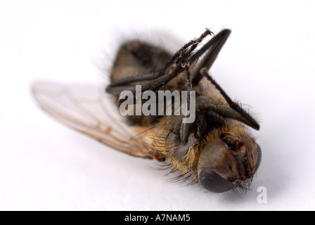 Musca domestica morto Foto Stock