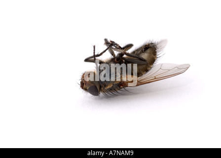 HOUSEFLY morto su sfondo bianco Musca domestica Foto Stock