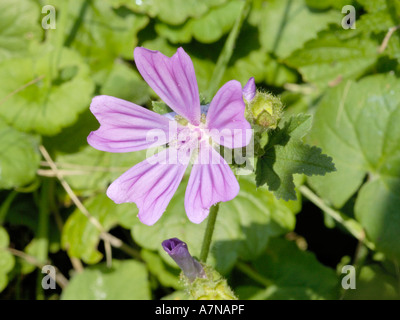 Comune, Malva Malva Sylvestris Foto Stock