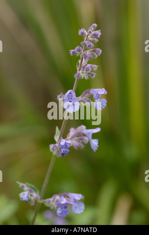 Giardino Cat-menta, Nepeta x faassenii Foto Stock