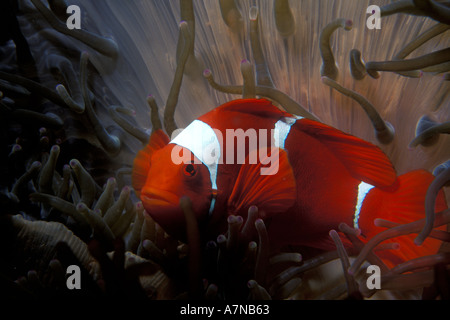 Vista subacquea di sangue rosso clownfish nuoto tra anemone in Papua Nuova Guinea Foto Stock