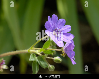 Siepe della gru-bill, Geranium pyrenaicum Foto Stock