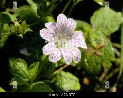 Redatti a matita della gru-bill, geranium versicolor Foto Stock