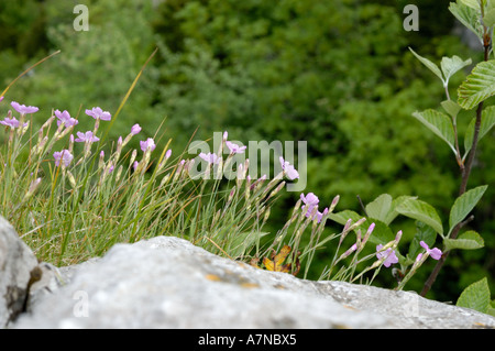 Il Cheddar Rosa, Dianthus gratianopolitanus Foto Stock