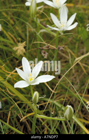 Stella di Betlemme, Ornithogalum angustifolium Foto Stock