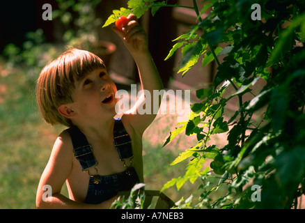 Quattro anni di old boy raccolta di pomodori in giardino Foto Stock