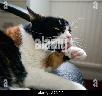 Il gatto domestico leccare la zampa mentre posa su una sedia Foto Stock