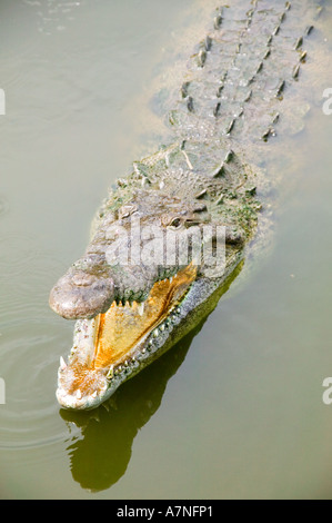 Coccodrillo con la bocca aperta nell'acqua, Florida Foto Stock