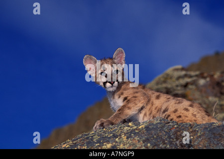 4 mese vecchia montagna Lion gattino Bridger montagne vicino a Bozeman Montana Foto Stock