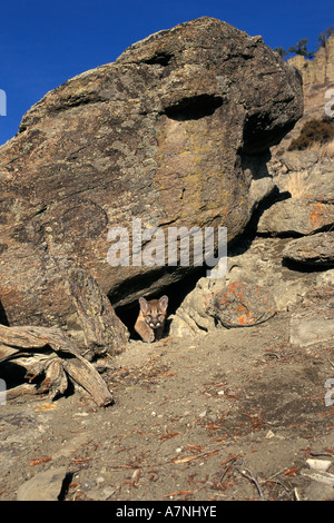 4 mese vecchia montagna lion gattino emergente dalla grotta di roccia in Bridger montagne vicino a Bozeman Montana Foto Stock