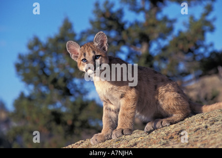 4 anno vecchia montagna Lion gattino Bridger montagne vicino a Bozeman Montana Foto Stock