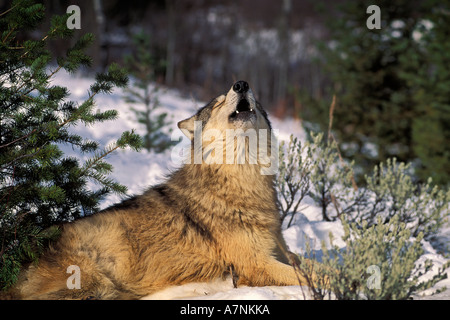 Lupo Canis lupus seduta nella neve ululati nel bosco Monti Bridger Bozeman Montana animale in cattività sulla fattoria di gioco Foto Stock