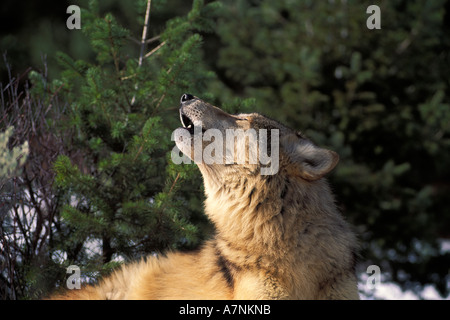 Lupo Canis lupus seduta nella neve ululati nel bosco Monti Bridger Bozeman Montana animale in cattività sulla fattoria di gioco Foto Stock