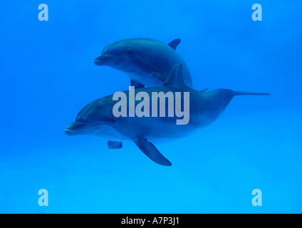 Bottlenosed dolphin, comune bottiglia di delfini dal naso (Tursiops truncatus), sotto l'acqua Foto Stock