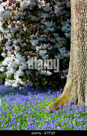 Bianco e rododendro bluebells presso la struttura Bowood House Rhododendron passeggiate, Wiltshire, Inghilterra, Regno Unito Foto Stock