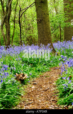 In Bluebells Hagbourne Copse, Swindon, Wiltshire, Inghilterra, Regno Unito Hyacinthoides non scripta noto anche come Giacinto selvatico Foto Stock