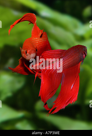 Siamese fighting fish (Betta splendens), combattendo i maschi Foto Stock