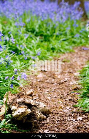 In Bluebells Hagbourne Copse, Swindon, Wiltshire, Inghilterra, Regno Unito Hyacinthoides non scripta noto anche come Giacinto selvatico Foto Stock