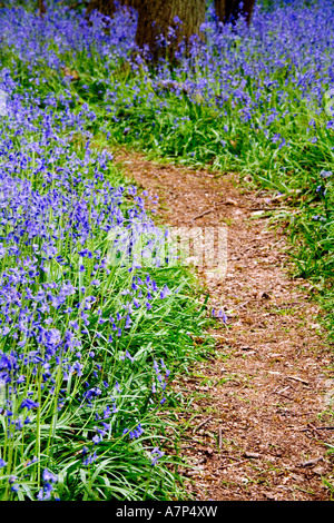 In Bluebells Hagbourne Copse, Swindon, Wiltshire, Inghilterra, Regno Unito Hyacinthoides non scripta noto anche come Giacinto selvatico Foto Stock