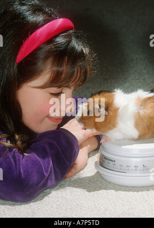 Abissino di cavia (cavia aperea f. porcellus), la cavia è pesato Foto Stock