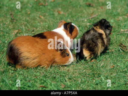 Guinea domestico maiale (cavia aperea f. porcellus), gruppo di cavie su prato Foto Stock