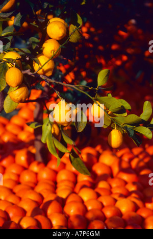 Menton Fete des Citrons Paca Alpes-Maritimes 06 French riviera Cote d Azur Francia Europa Foto Stock