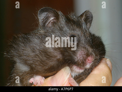 Criceti dorati (Mesocricetus spec.), a portata di mano Foto Stock