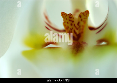Moth orchid (Phalaenopsis ibrido), dettaglio interno vista da un fiore, Germania Foto Stock
