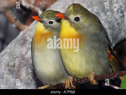 Pekin robin (Leiothrix lutea), seduti su ramoscello Foto Stock