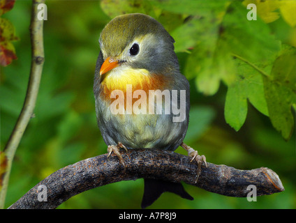 Pekin robin (Leiothrix lutea), seduti su ramoscello Foto Stock