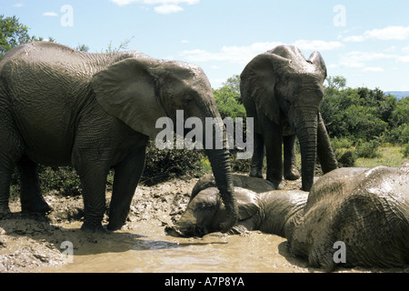 Elefante africano (Loxodonta africana), gregge di prendere un bagno a waterhole, Sud Africa, Capo orientale Foto Stock